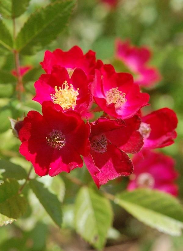 Photo of Rose (Rosa 'Candy Oh! Vivid Red') uploaded by pixie62560