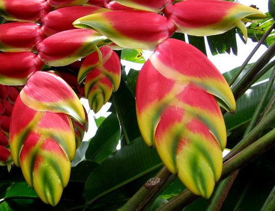 Photo of Hanging Lobster Claw (Heliconia rostrata) uploaded by robertduval14