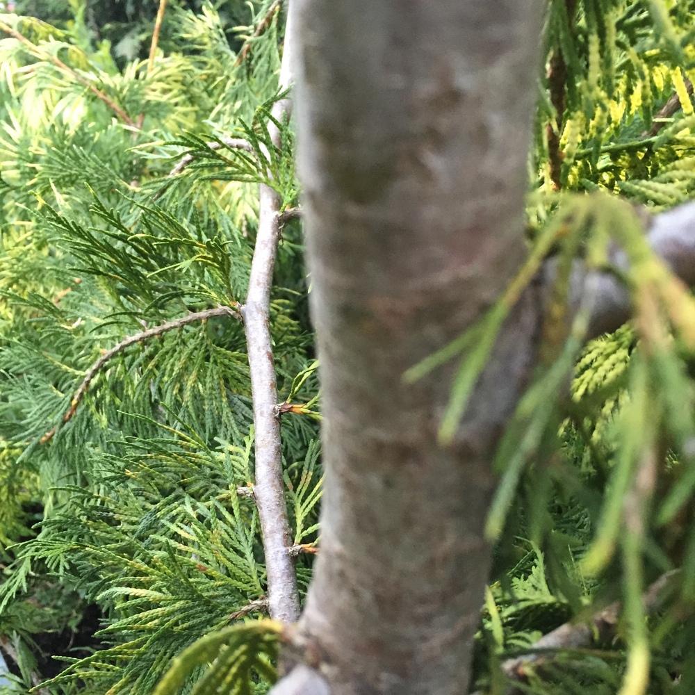 Photo of Western Red Cedar (Thuja plicata 'Zebrina') uploaded by SpringGreenThumb