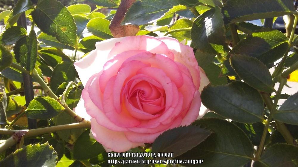 Photo of Rose (Rosa 'Pierre de Ronsard') uploaded by abigail