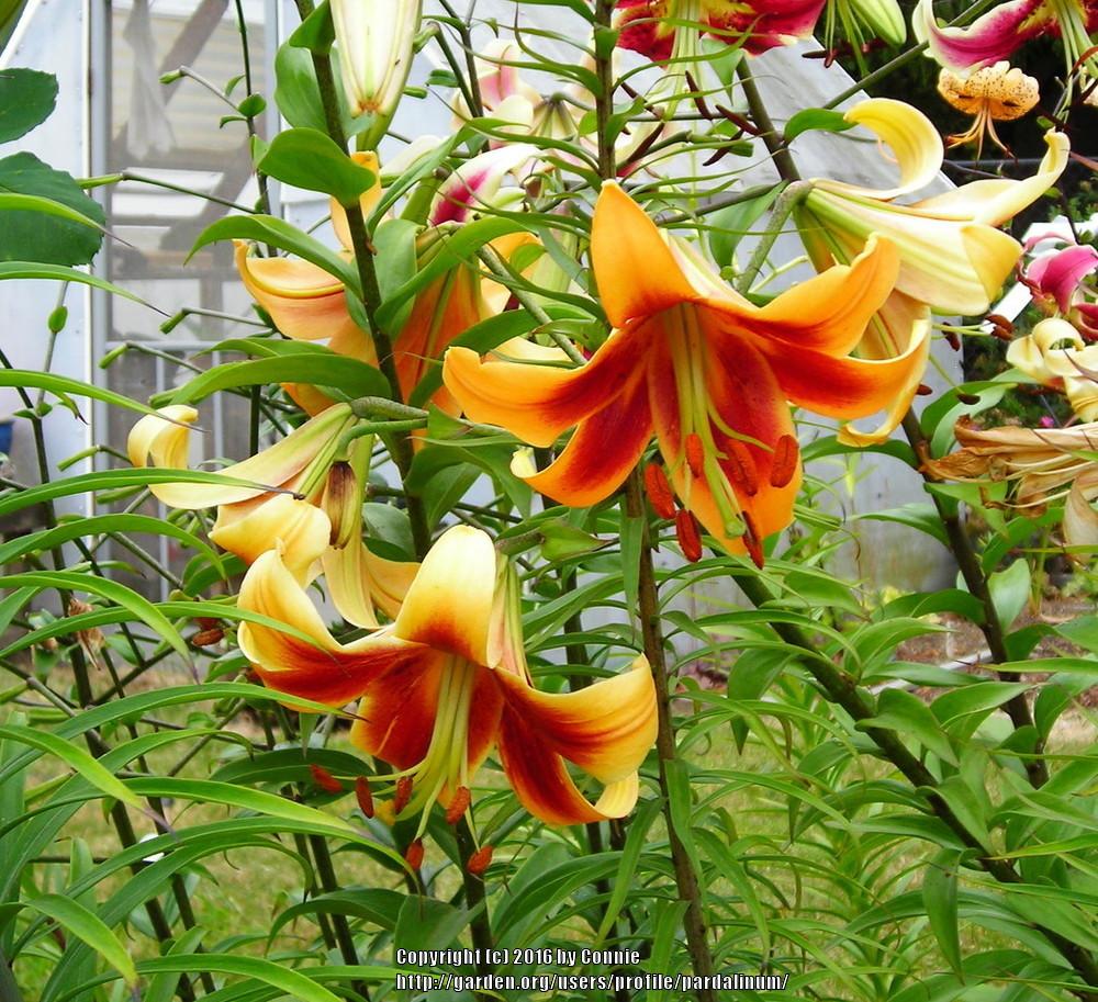 Photo of Lily (Lilium 'Sister of Pizzazz') uploaded by pardalinum