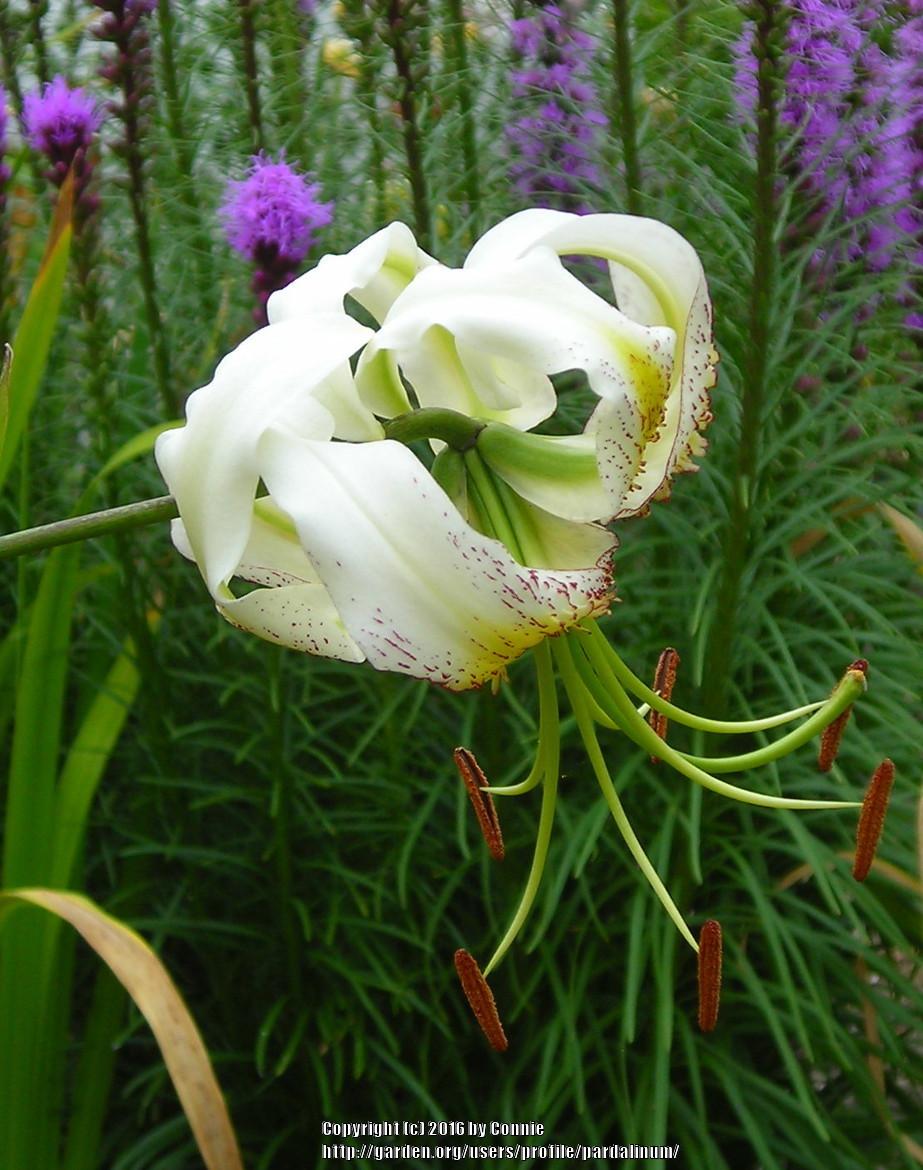Photo of Lily (Lilium 'Betty Sturley') uploaded by pardalinum