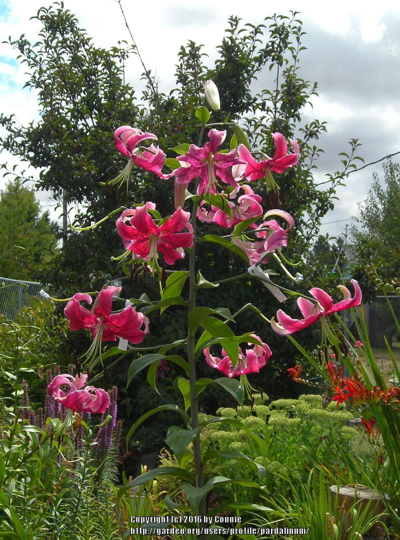 Photo of Lily (Lilium 'Miss Feya') uploaded by pardalinum