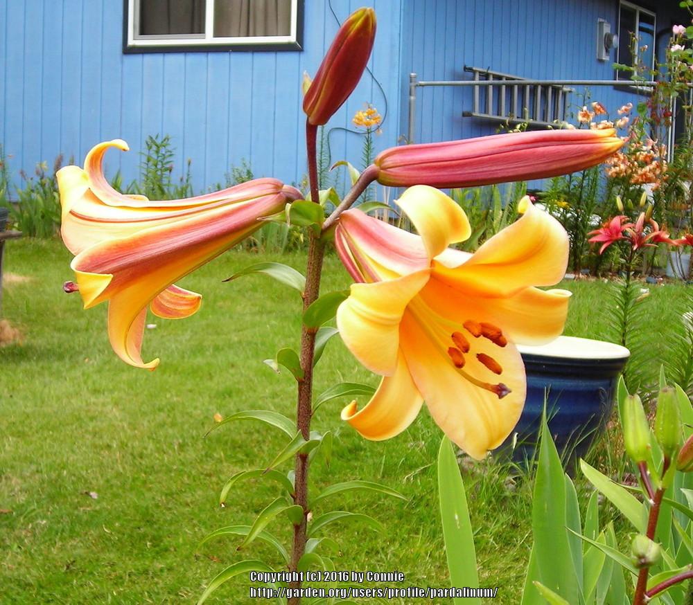 Photo of Lily (Lilium 'Peach Angel™') uploaded by pardalinum