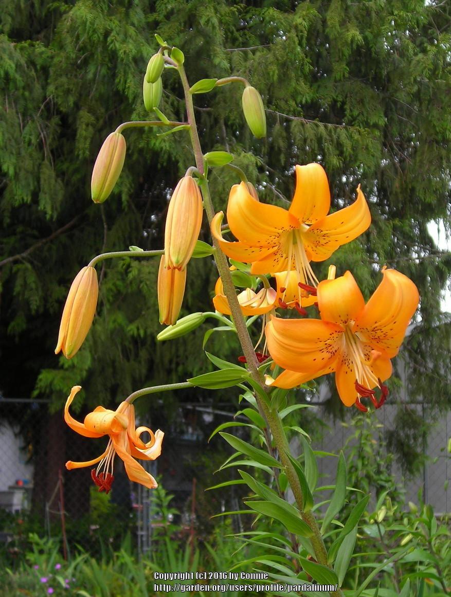Photo of Lily (Lilium 'Summer Valley') uploaded by pardalinum