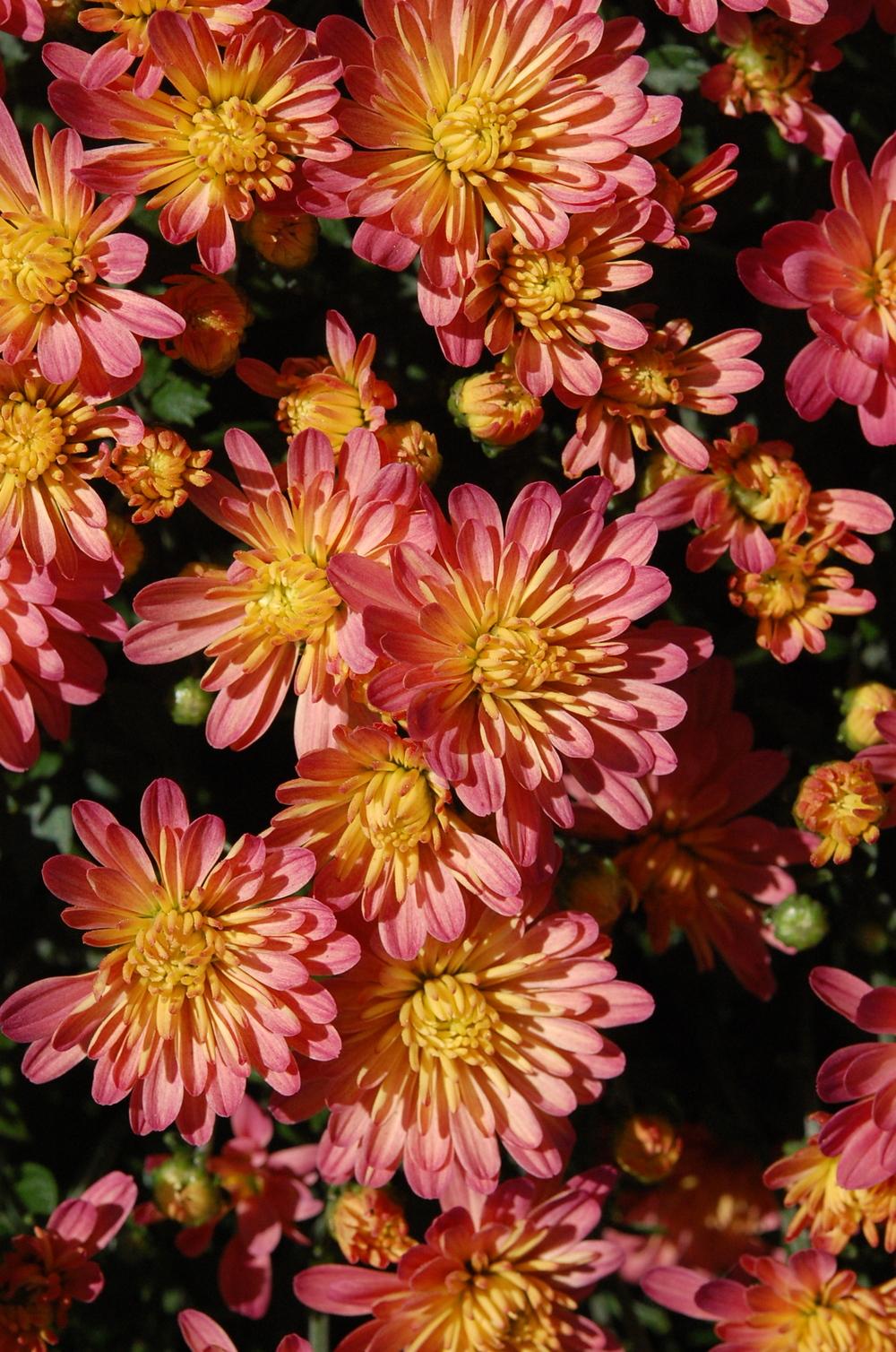 Photo of Chrysanthemum uploaded by pixie62560