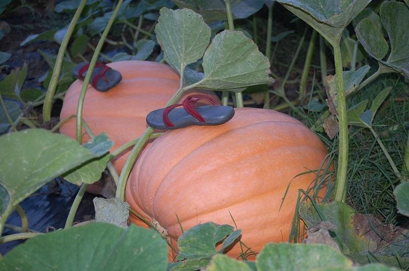 Photo of Pumpkin (Cucurbita maxima 'Dill's Atlantic Giant') uploaded by pixie62560