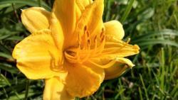 Thumb of 2016-09-24/DogsNDaylilies/2a8002