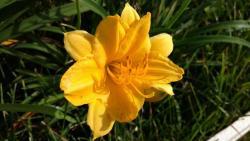 Thumb of 2016-09-24/DogsNDaylilies/bd9413