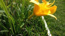 Thumb of 2016-09-24/DogsNDaylilies/ce6cf6