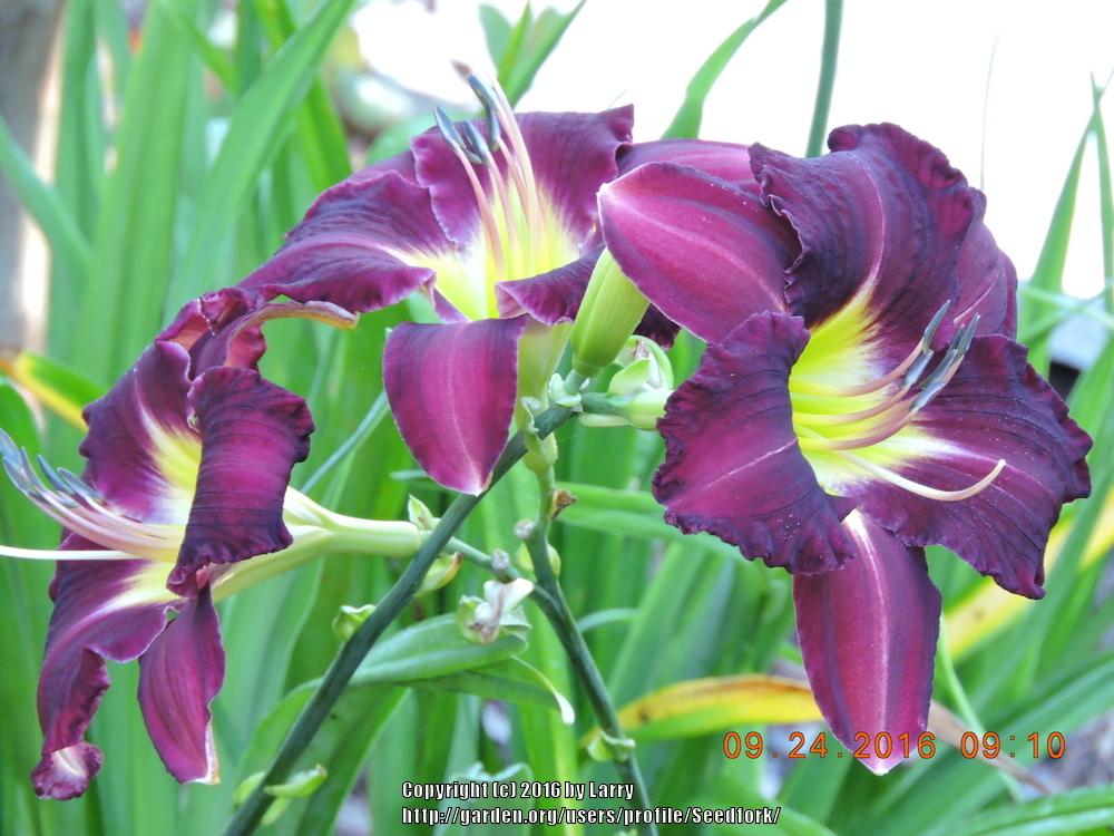 Photo of Daylily (Hemerocallis 'Super Purple') uploaded by Seedfork