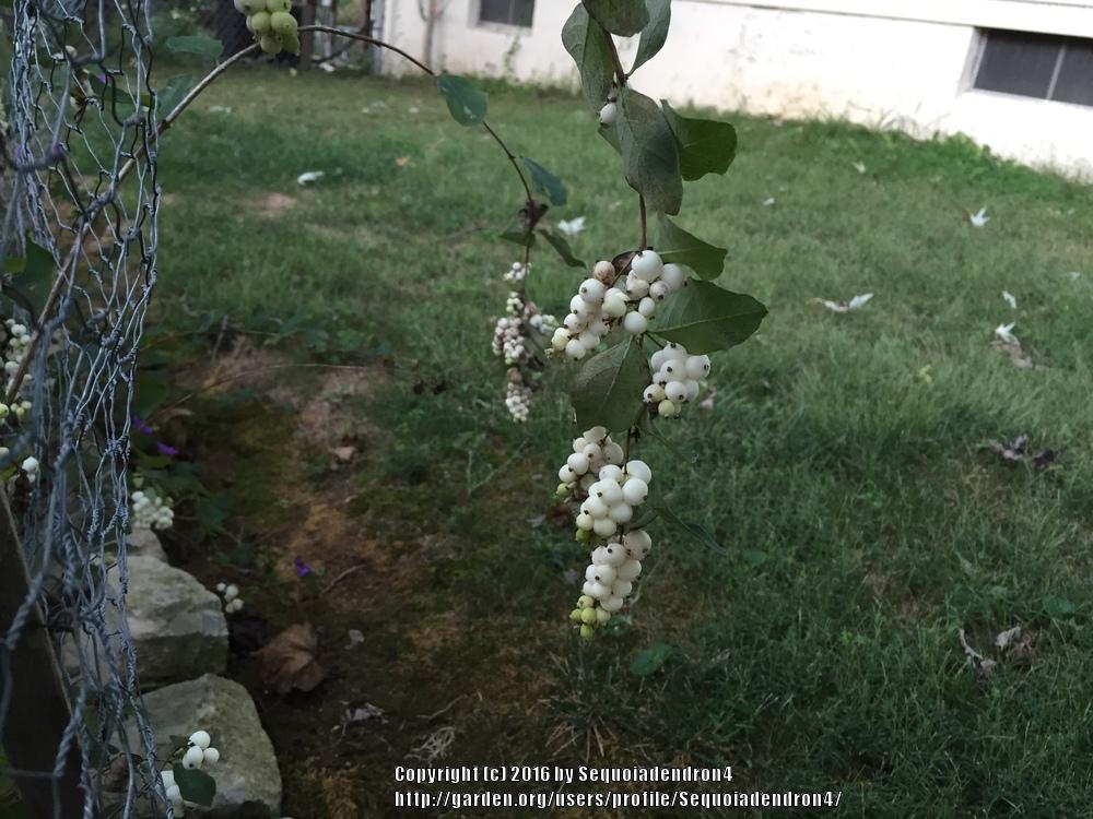 Photo of Common Snowberry (Symphoricarpos albus) uploaded by Sequoiadendron4