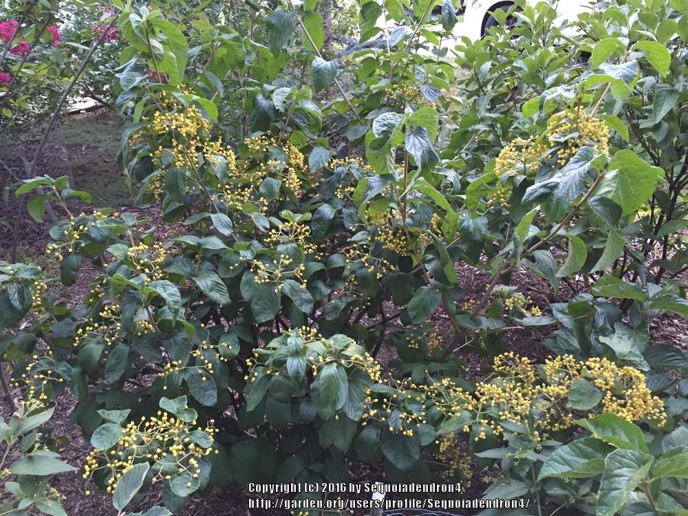 Photo of Linden Arrowwood (Viburnum dilatatum 'Michael Dodge') uploaded by Sequoiadendron4
