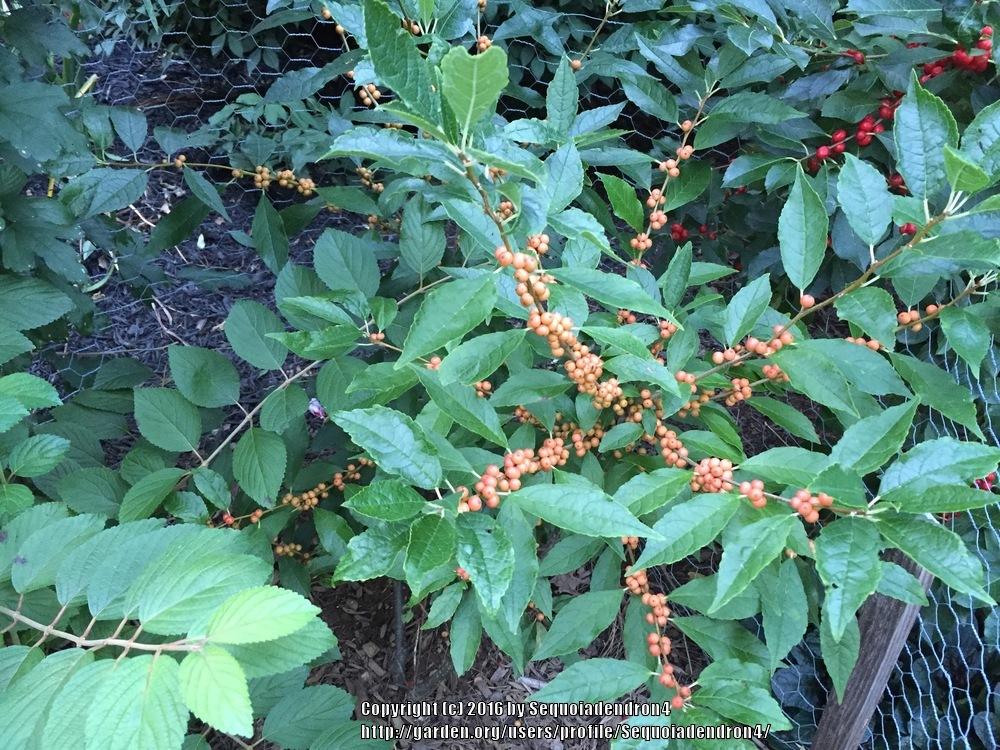 Photo of Winterberry Holly (Ilex verticillata 'Winter Gold') uploaded by Sequoiadendron4