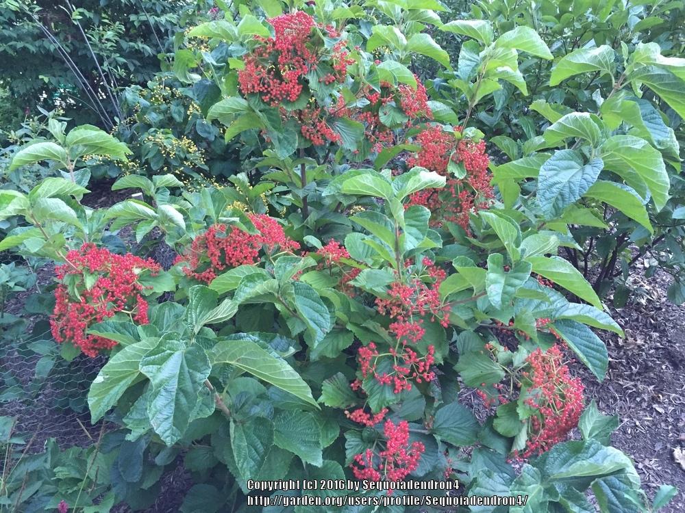 Photo of Linden Viburnum (Viburnum dilatatum 'Erie') uploaded by Sequoiadendron4