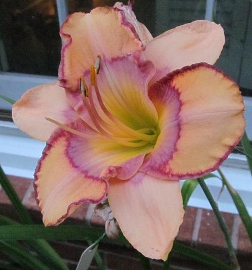 Photo of Daylily (Hemerocallis 'Tangled Up in Blue') uploaded by Sscape
