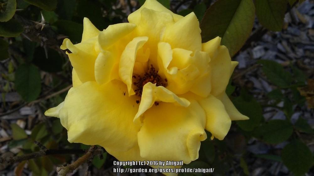 Photo of Rose (Rosa 'Nacogdoches') uploaded by abigail