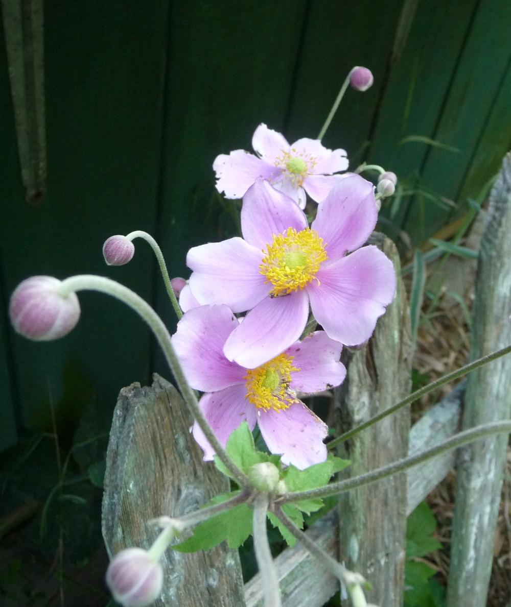 Photo of Fall-Blooming Anemone (Eriocapitella) uploaded by gardengus