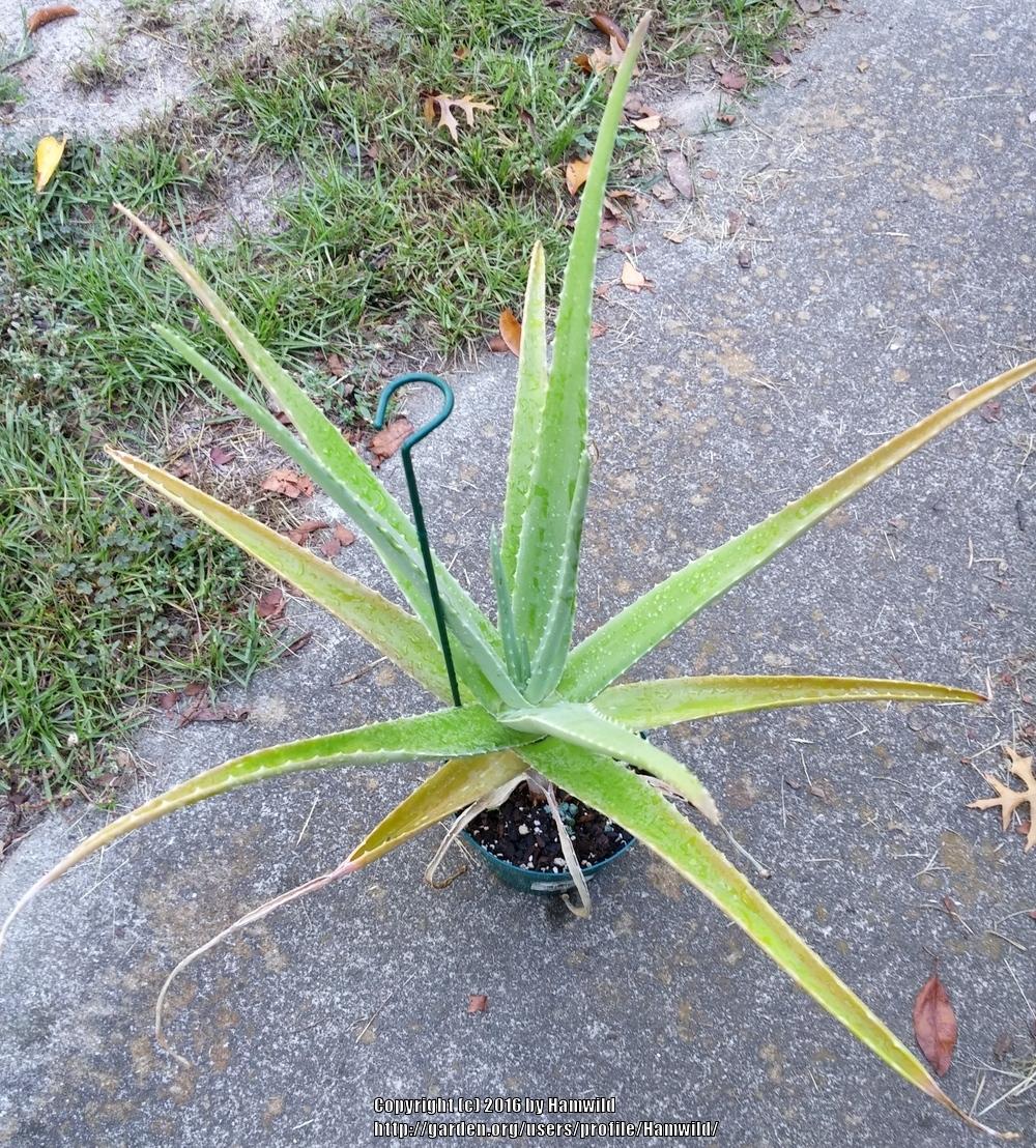Photo of Aloe Vera (Aloe vera) uploaded by Hamwild