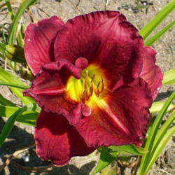 Location: Nora's Garden - Castlegar, B.C.
Date: 2013-07-02
 11:16 am. Always a reliable bloomer - rich colour and sturdy pet