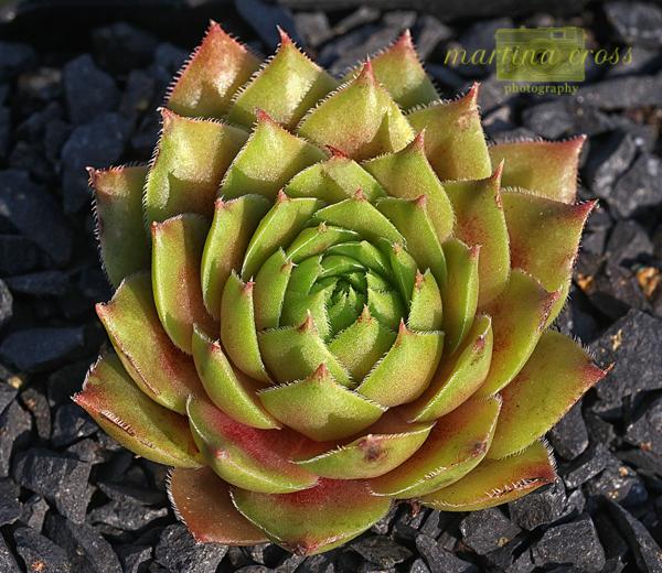 Photo of Hen and Chicks (Sempervivum 'China Doll') uploaded by MaCross