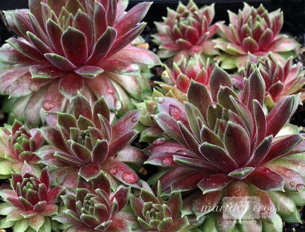 Photo of Hen and Chicks (Sempervivum 'Passionata') uploaded by MaCross