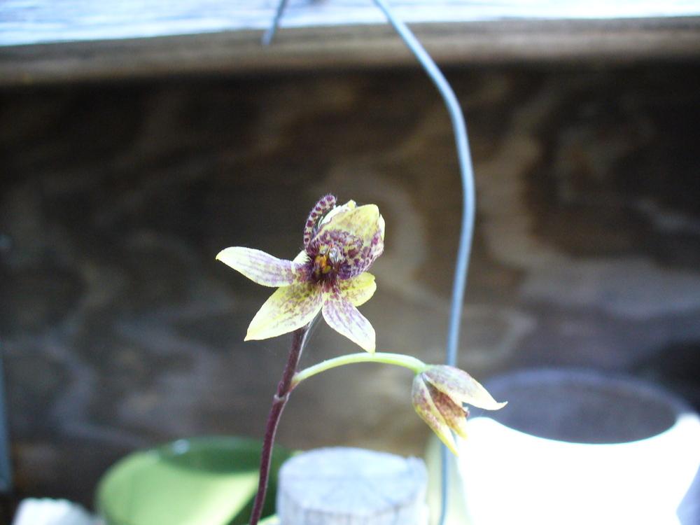 Photo of Orchid (Trichoceros antennifer) uploaded by Ted5310