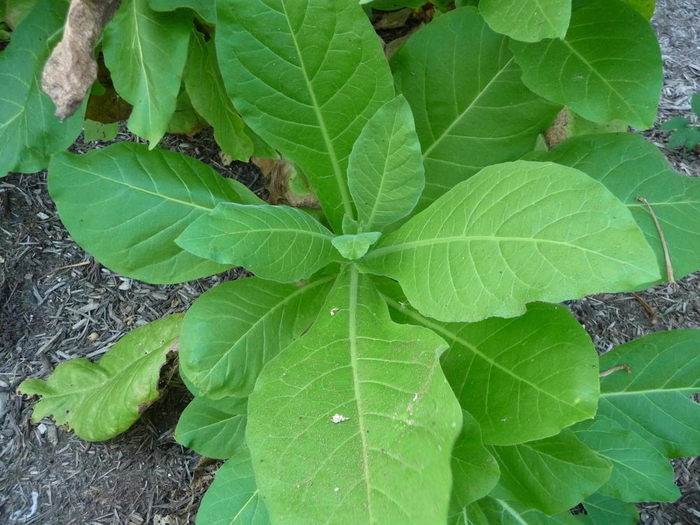 Photo of Woodland Tobacco (Nicotiana sylvestris) uploaded by gardengus