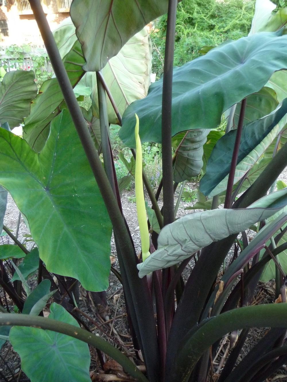 Photo of Elephant's Ear (Colocasia 'Heart of the Jungle') uploaded by gardengus