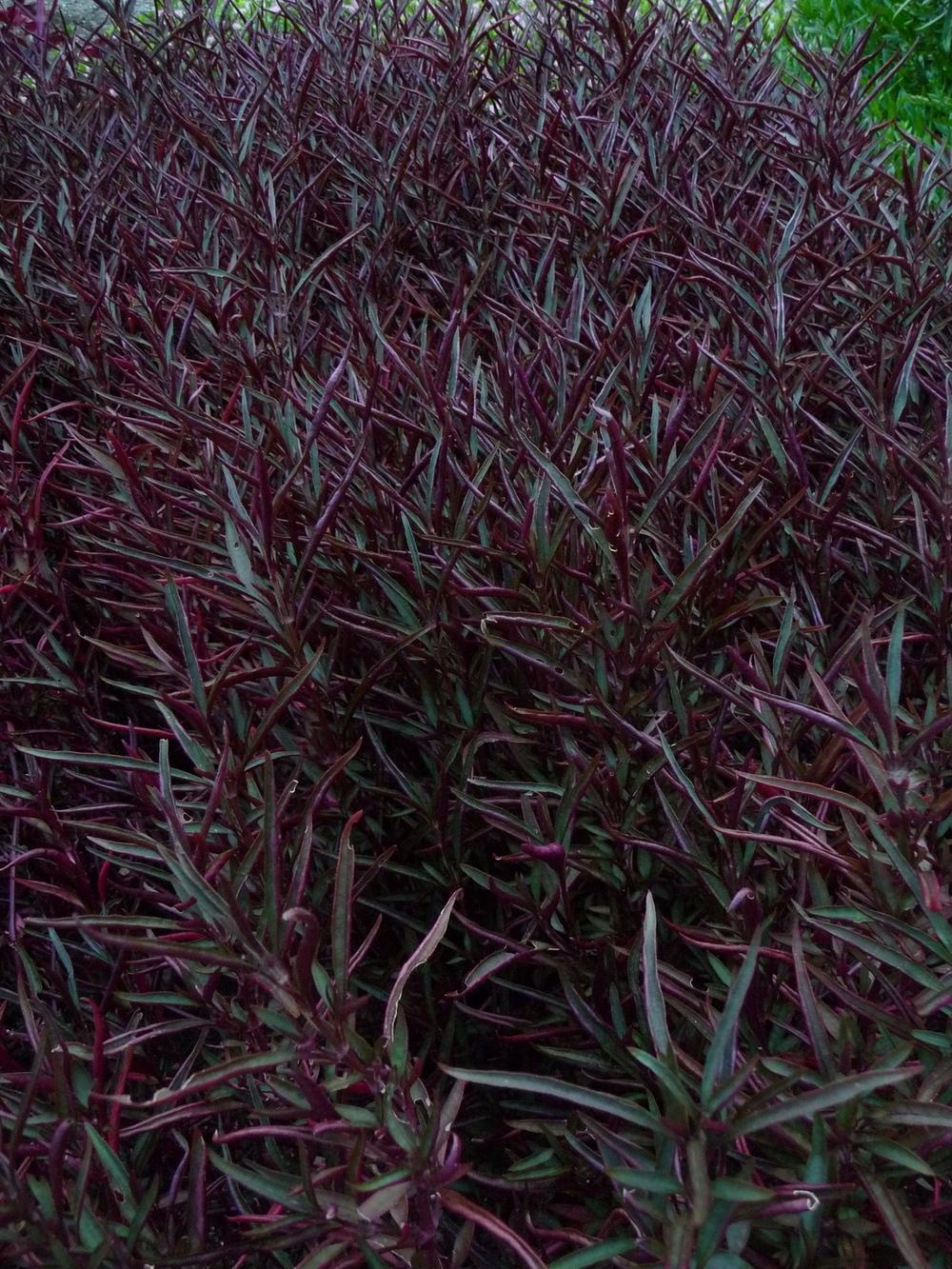 Photo of Joseph's Coat (Alternanthera ficoidea 'Red Threads') uploaded by gardengus