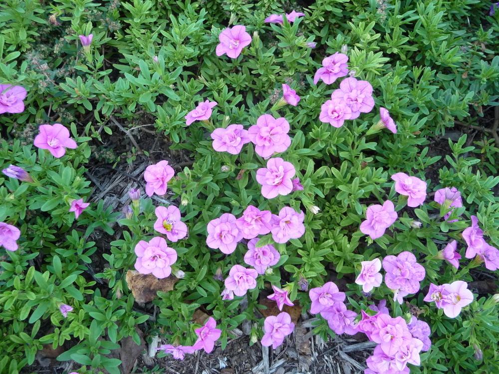 Photo of Million Bells (Calibrachoa MiniFamous Double™ Pink) uploaded by gardengus