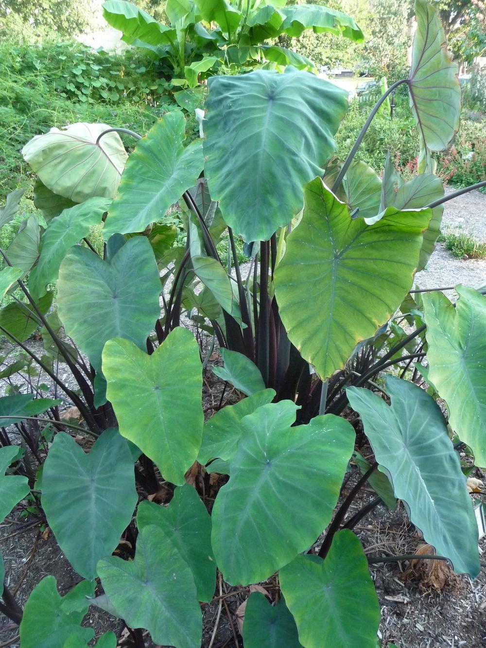 Photo of Elephant's Ear (Colocasia 'Heart of the Jungle') uploaded by gardengus