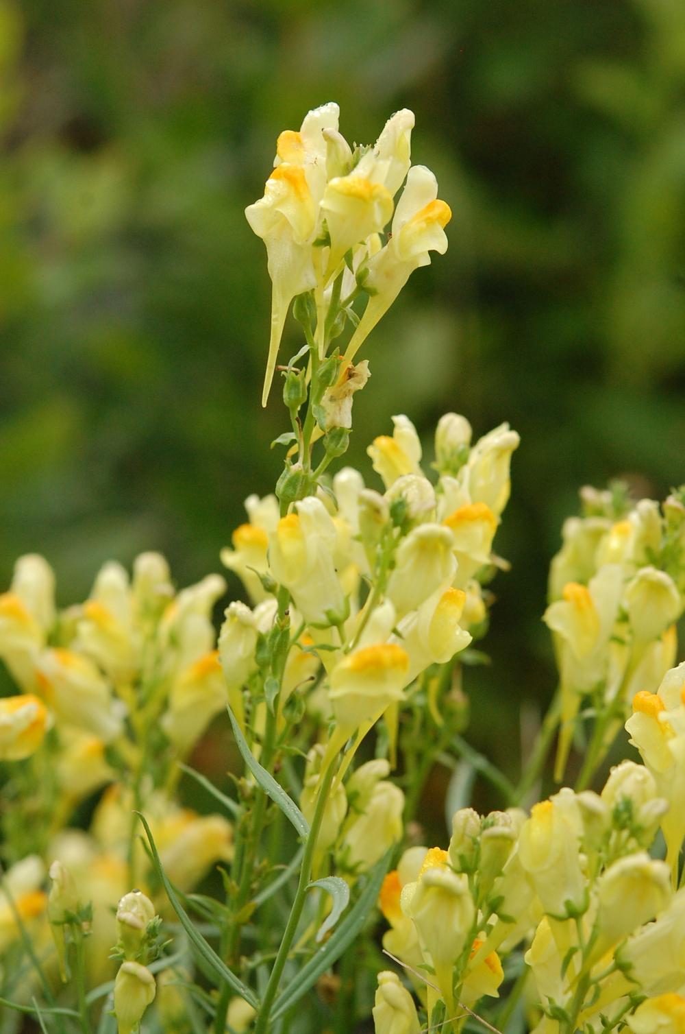 Photo of Butter And Eggs (Linaria vulgaris) uploaded by pixie62560