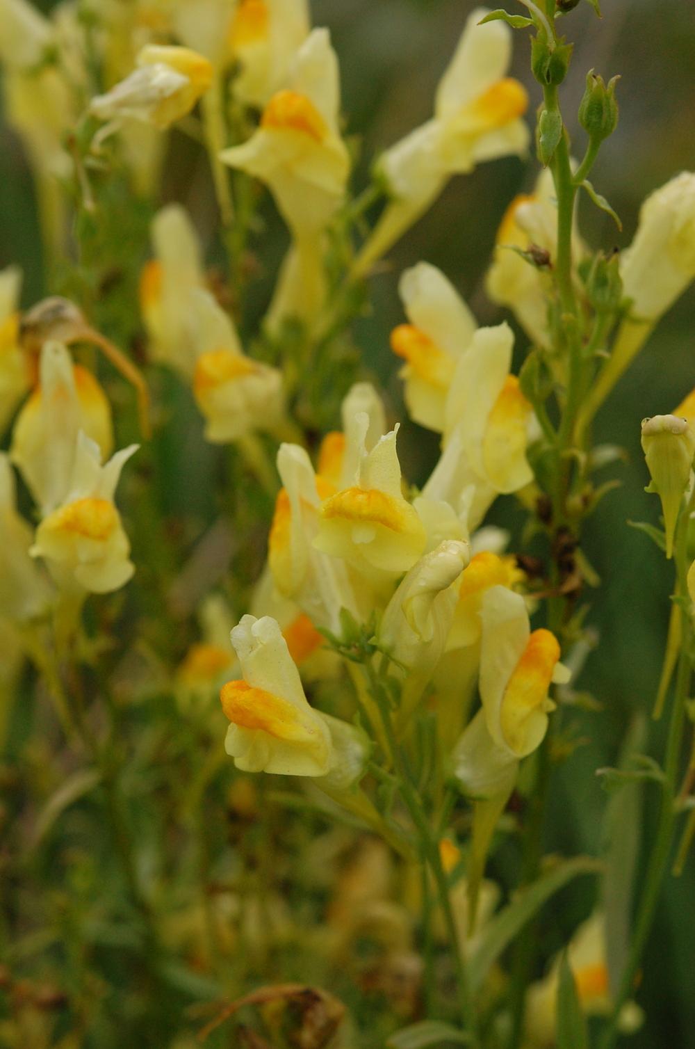 Photo of Butter And Eggs (Linaria vulgaris) uploaded by pixie62560