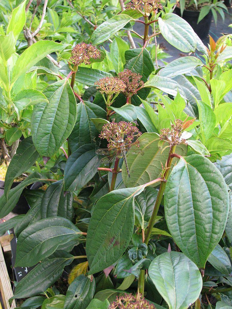 Photo of Cinnamon-Leaved Viburnum (Viburnum cinnamomifolium) uploaded by robertduval14