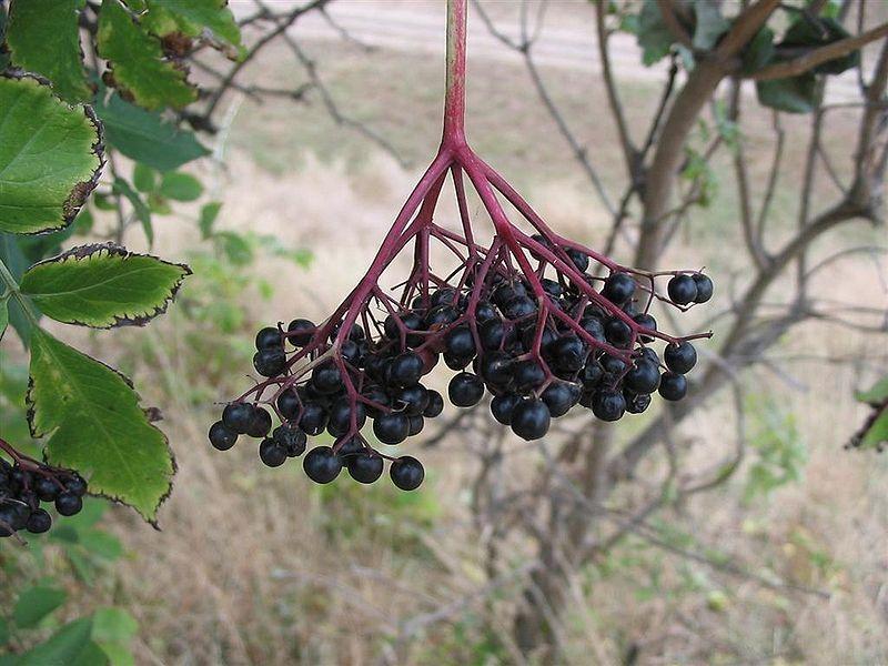 Photo of Elderberry (Sambucus nigra) uploaded by robertduval14