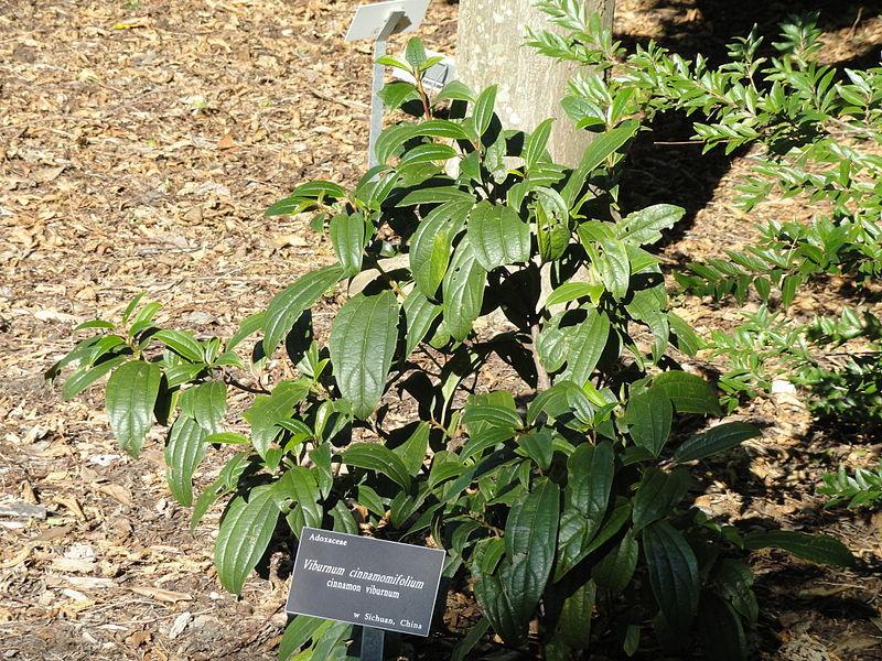 Photo of Cinnamon-Leaved Viburnum (Viburnum cinnamomifolium) uploaded by robertduval14