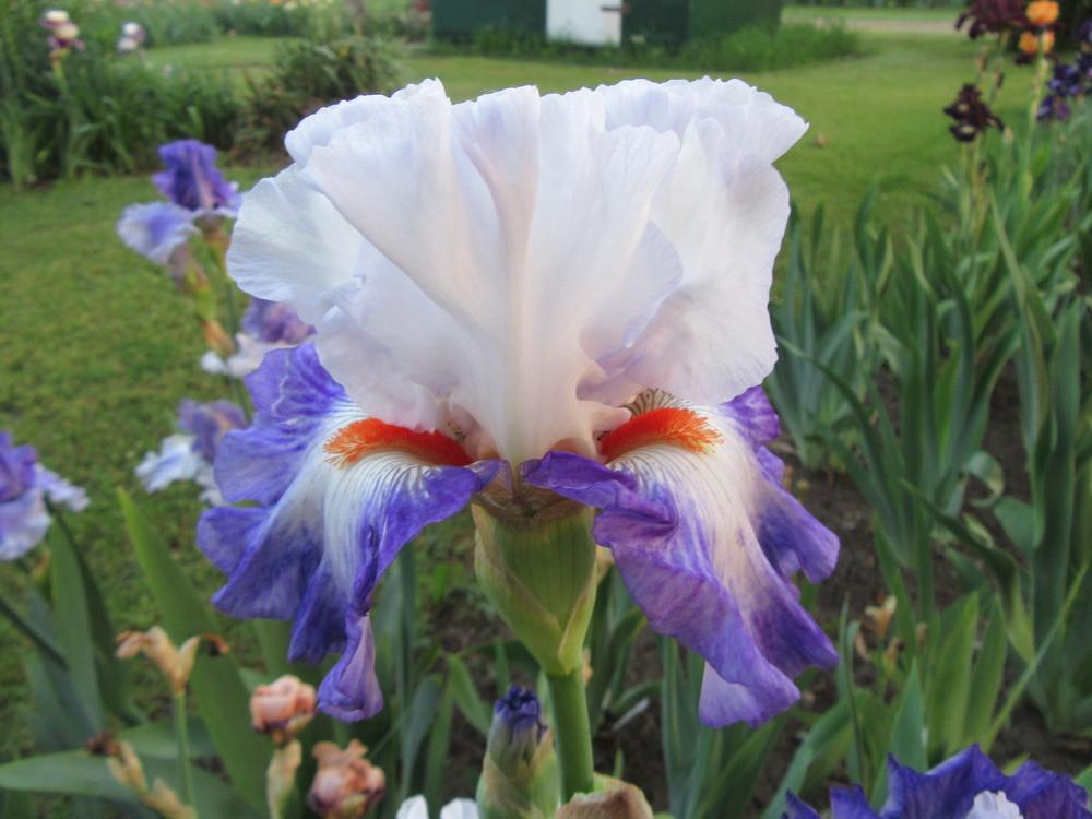 Photo of Tall Bearded Iris (Iris 'Hidden Kisses') uploaded by tveguy3