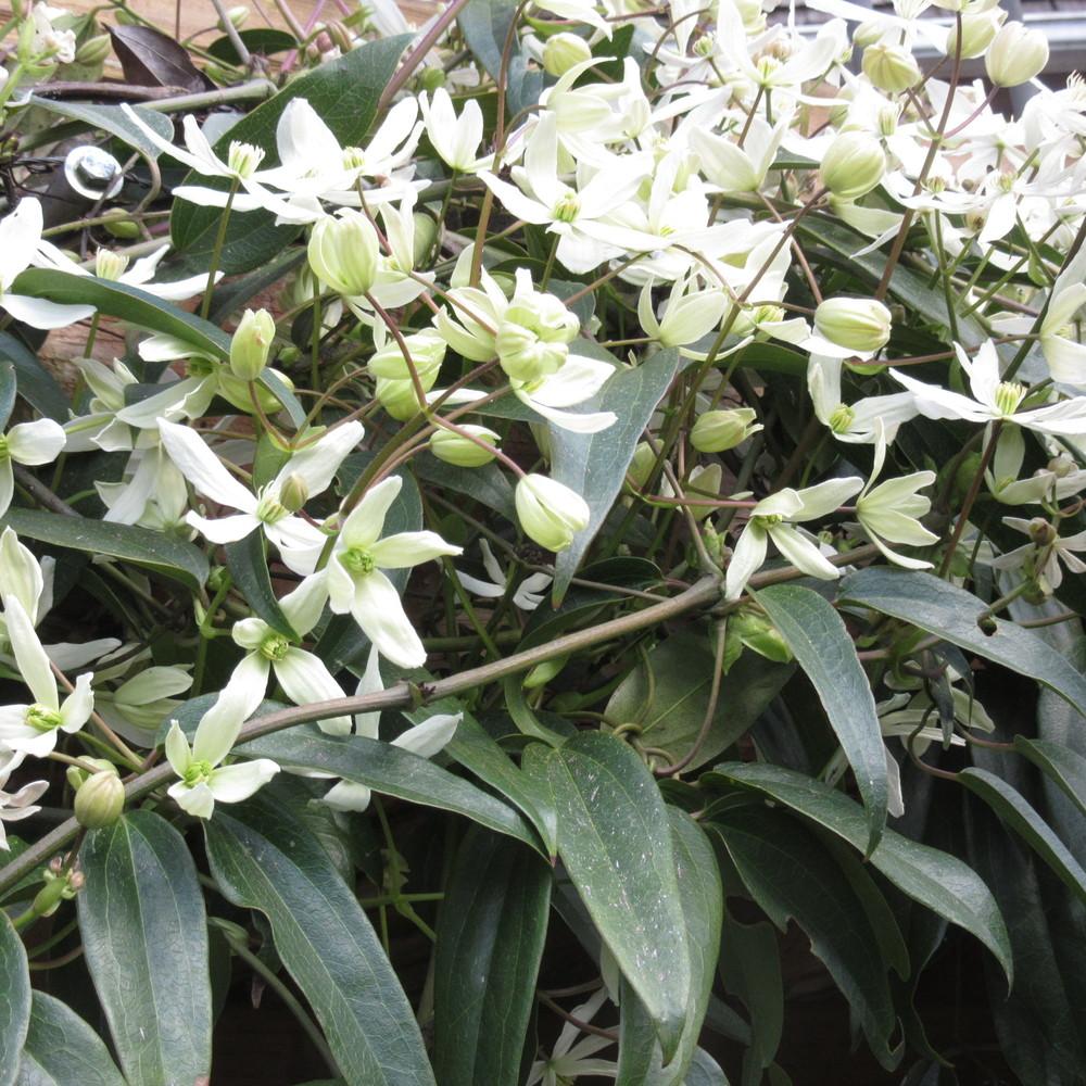 Photo of Clematis (Clematis armandii 'Snowdrift') uploaded by Bonehead