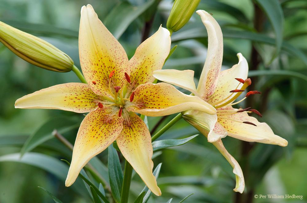Photo of Lily (Lilium 'Dziesmas Cels') uploaded by William