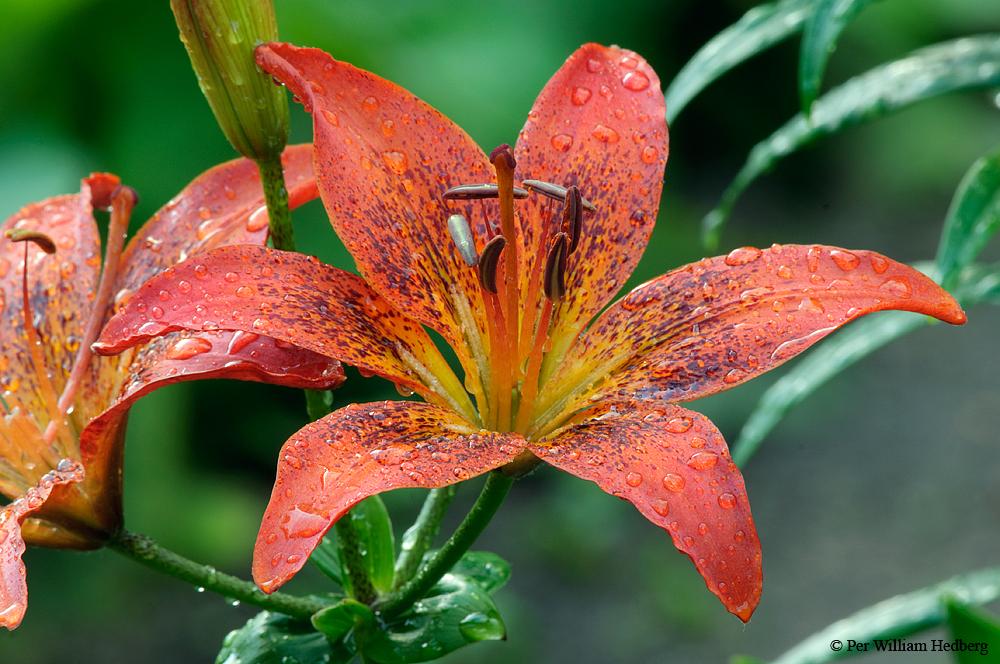 Photo of Lily (Lilium 'Rudens Ogle') uploaded by William
