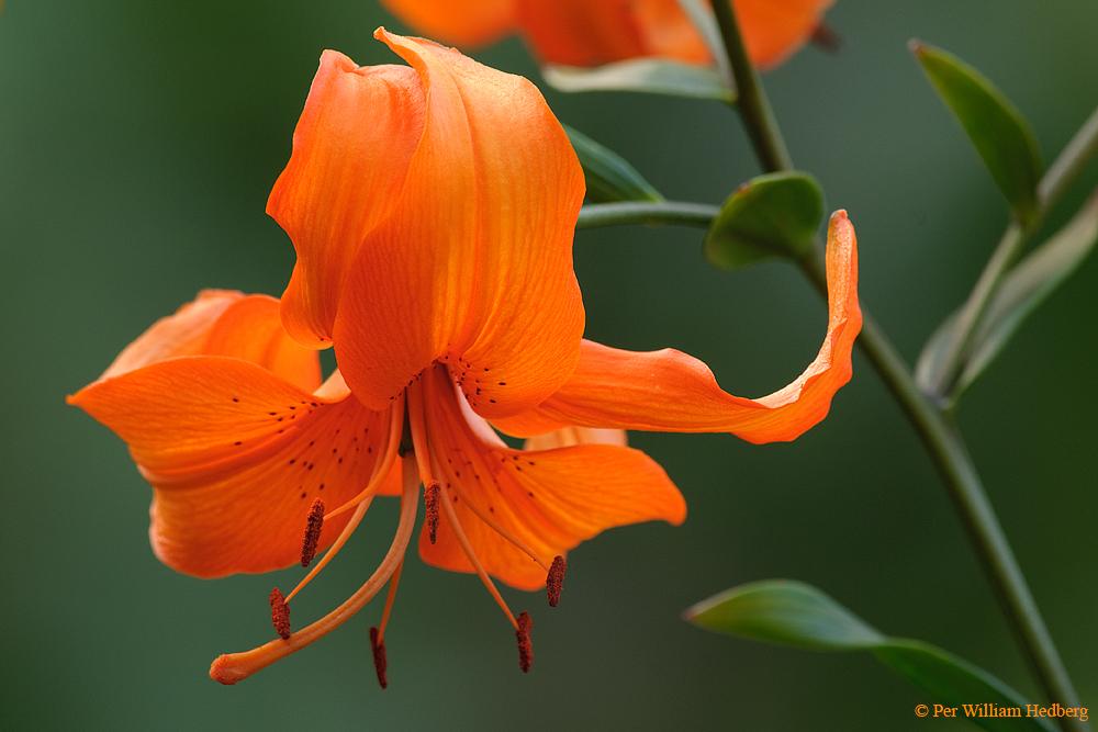 Photo of Lily (Lilium 'Ackups') uploaded by William