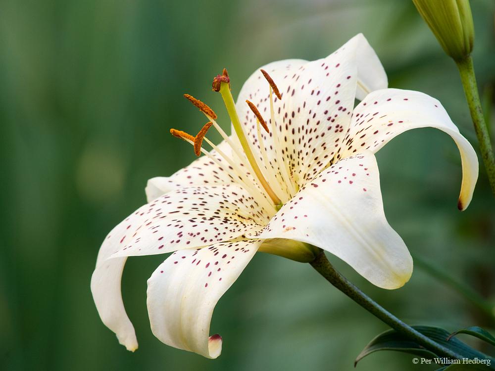 Photo of Lily (Lilium 'Punktina') uploaded by William