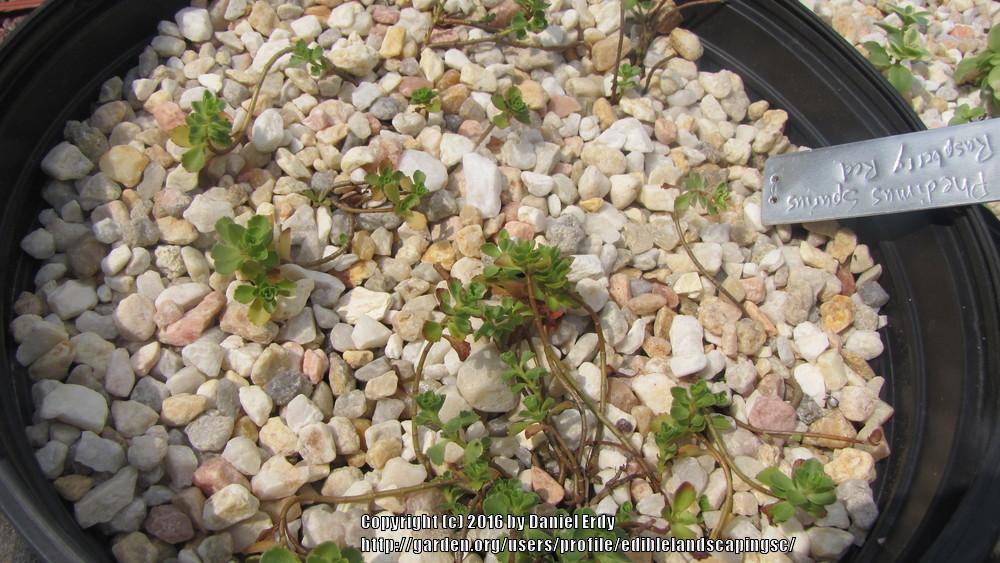 Photo of Two-Row Stonecrop (Phedimus spurius 'Raspberry Red') uploaded by ediblelandscapingsc