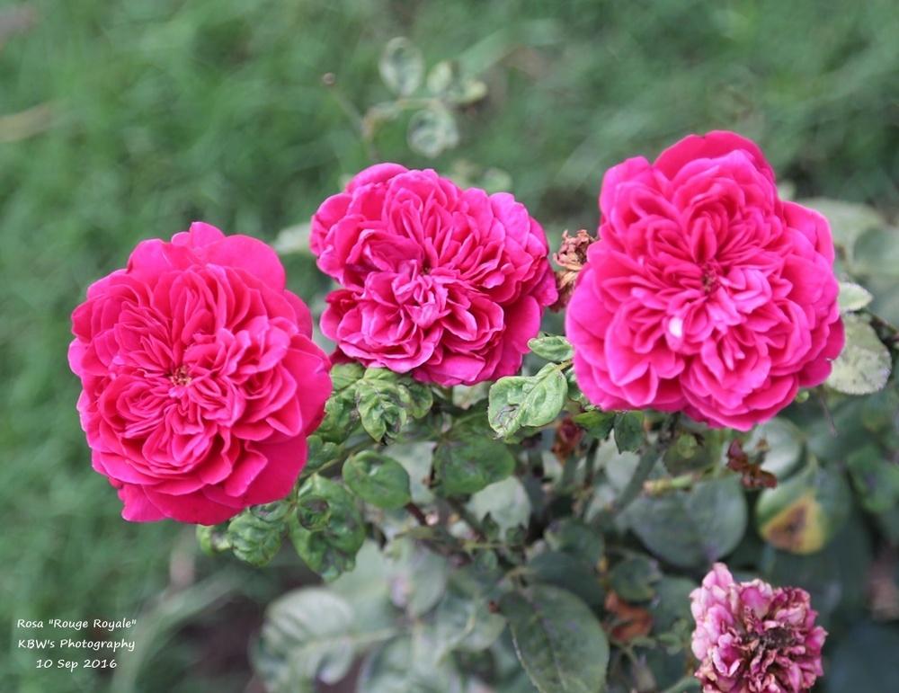 Photo of Rose (Rosa 'Rouge Royale') uploaded by kbw664