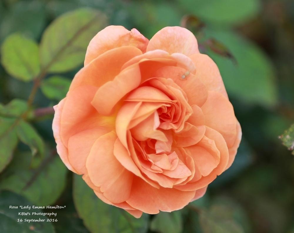 Photo of Rose (Rosa 'Lady Emma Hamilton') uploaded by kbw664