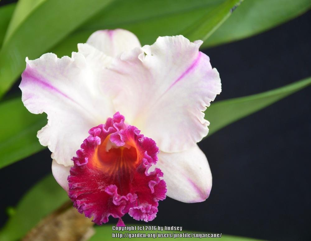 Photo of Orchid (Rhyncholaeliocattleya Glenn Maidment 'Aranbeem') uploaded by sugarcane