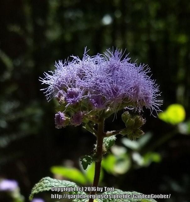 Photo of Blue Mistflower (Conoclinium coelestinum) uploaded by GardenGoober