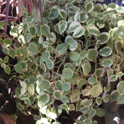 Location: Central Florida
Date: 2016-09-27
Peperomia Scandens 'Variegata'