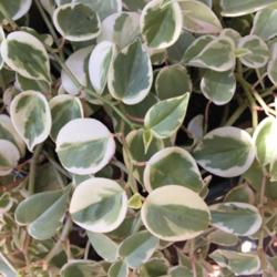 Location: Central Florida
Date: 2016-09-27
Peperomia Scandens 'Variegata'